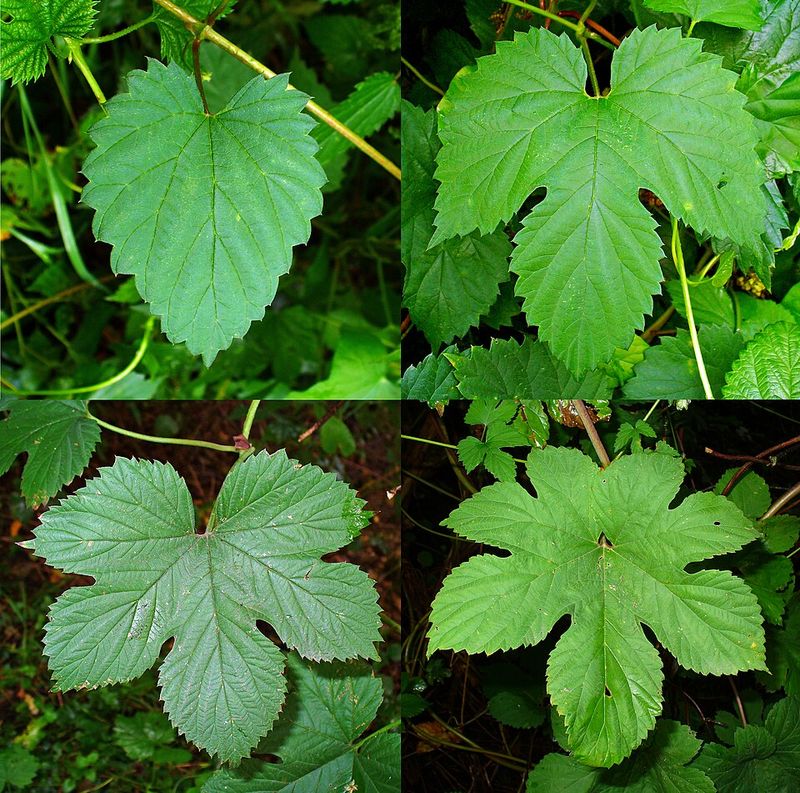 Хмель обыкновенный (Humulus lupulus) — уход в домашних условиях ...