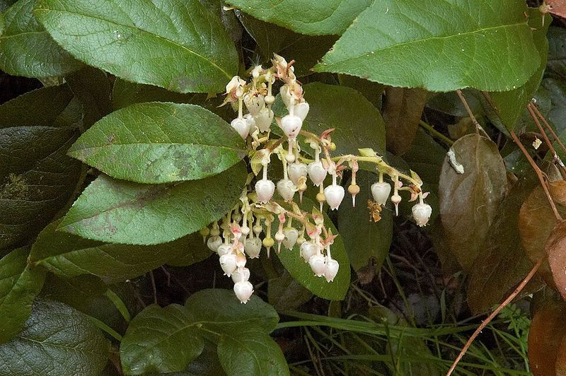 Shallon Spring Гаультерия шаллон (Gaultheria shallon) — уход в домашних условиях ...