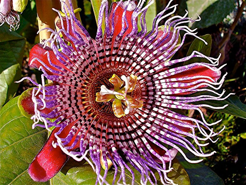 P. Quadrangularis Пассифлора четырехгранная (Passiflora quadrangularis) — уход в домашних ...